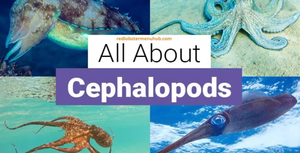 Alt Text:
Edible cephalopods, including squid, octopus, and cuttlefish prepared as seafood dishes